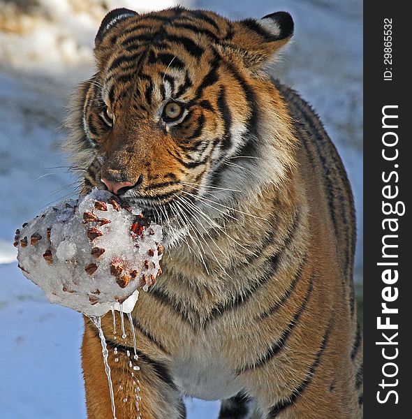 Young Male Tiger Carrying Wet Icy Pinecone In Snow. Young Male Tiger Carrying Wet Icy Pinecone In Snow