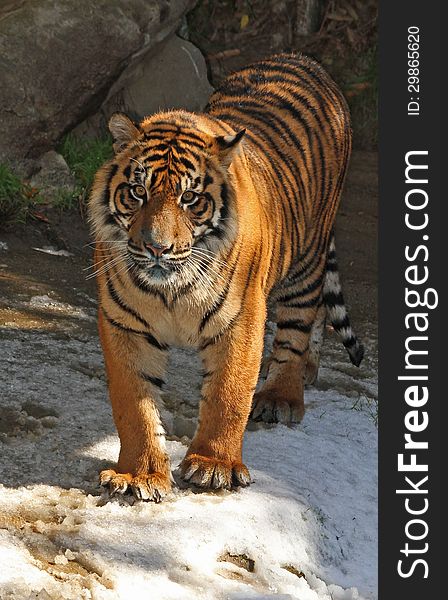 Young Male Tiger Standing In Snow