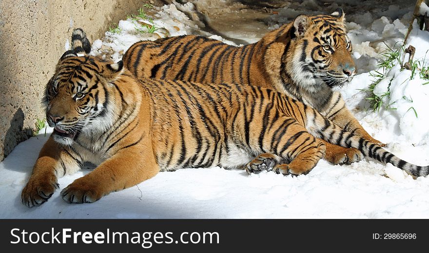 Young Male Tigers Reclining In Snow