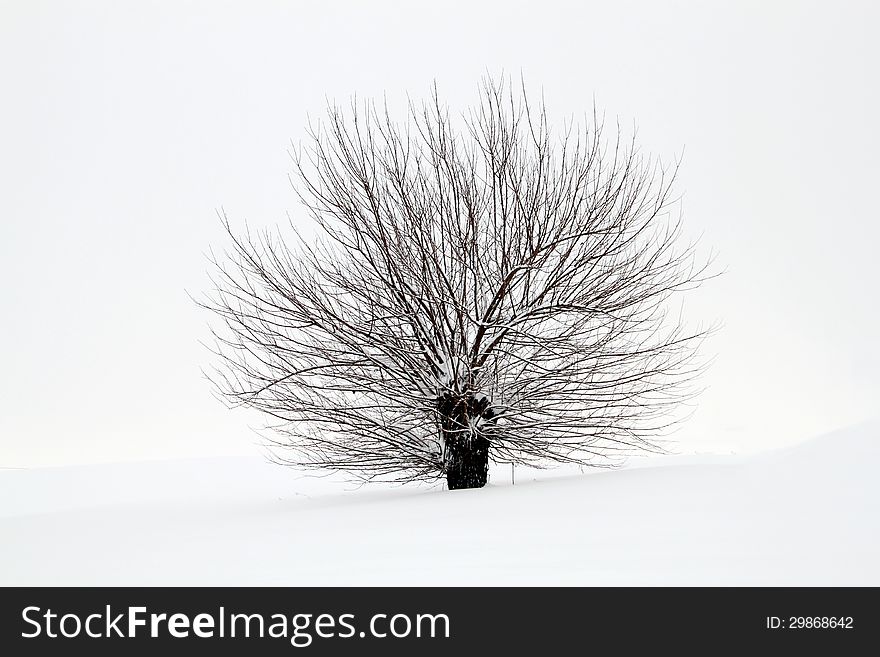 A lone tree in a snowy field. A lone tree in a snowy field