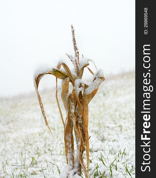 Maize covered with first snow