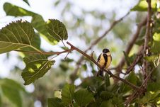 Great Tit Bird Stock Photo
