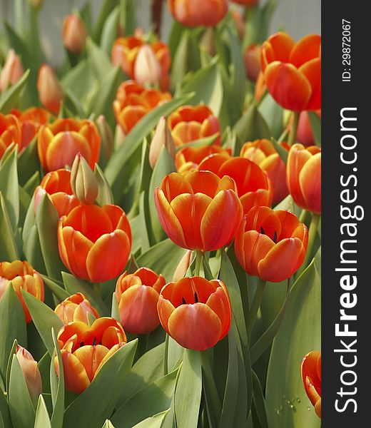 Cluster of orange tulips in flower garden. Cluster of orange tulips in flower garden