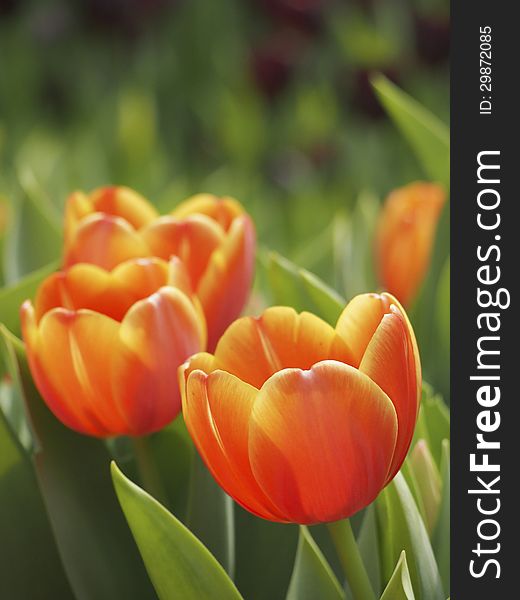 Closeup for beautiful orange tulip in garden