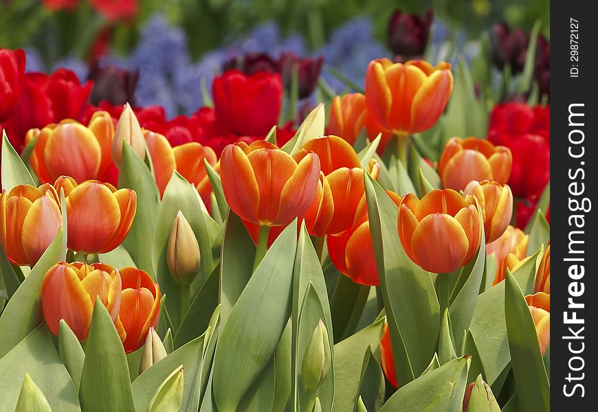 Garden of tulip