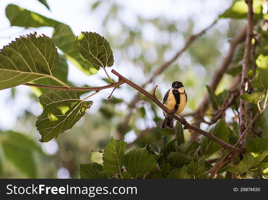 Great tit bird on the branch