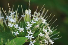 Ixora Flower &x28;Pavetta Indica&x29; Stock Images Ixora Flower &x28;Pavetta Indica&x29; Stock Images