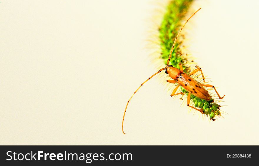 A yellow bug on a piece of plant. A yellow bug on a piece of plant.