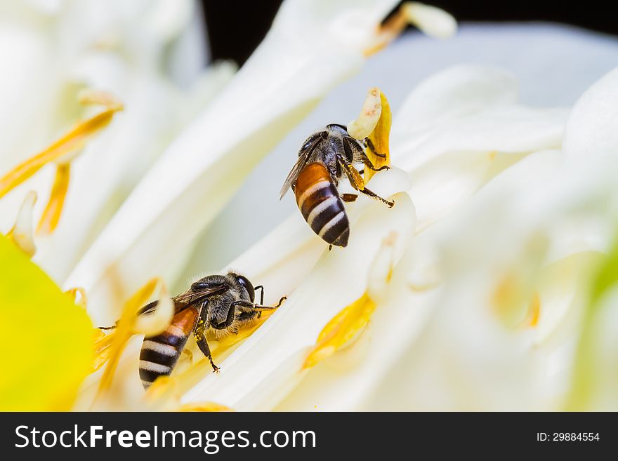 Close up of bee on flower