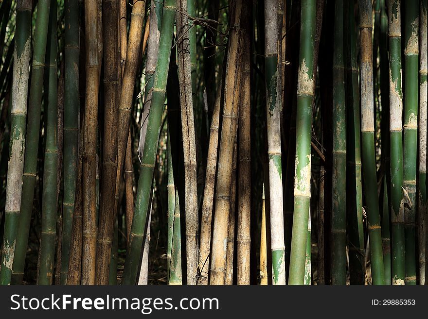 Bamboo Trees in Thailand Forest