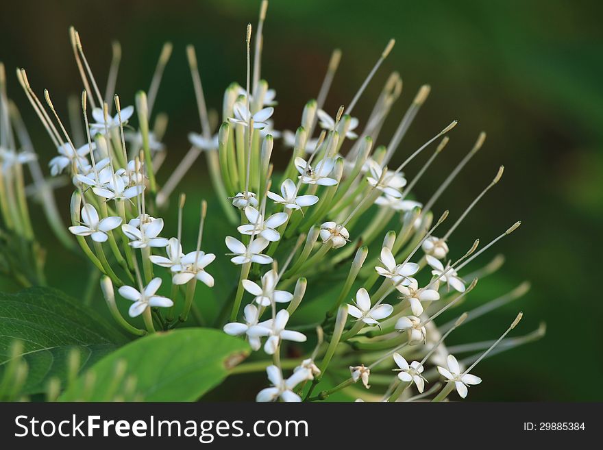 White ixora flower (Pavetta indica) in the garden. White ixora flower (Pavetta indica) in the garden