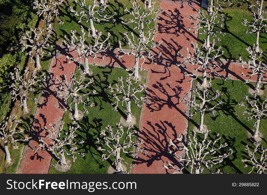 Decorative trees on the Campanile Esplanade as seen from above at the top of Sather tower in the University of California, Berkeley. Decorative trees on the Campanile Esplanade as seen from above at the top of Sather tower in the University of California, Berkeley.