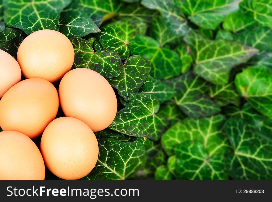 Group eggs on a background of green ivy leaves. Group eggs on a background of green ivy leaves