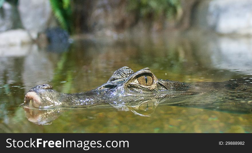 Alligator waiting for prey in the water and its reflection. Alligator waiting for prey in the water and its reflection