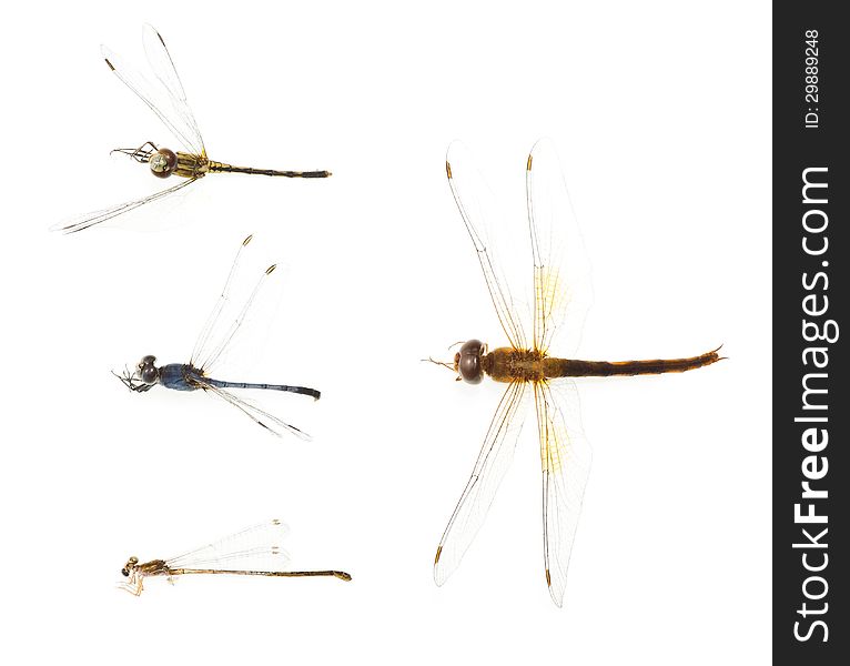 Various of dragonfly remains on white