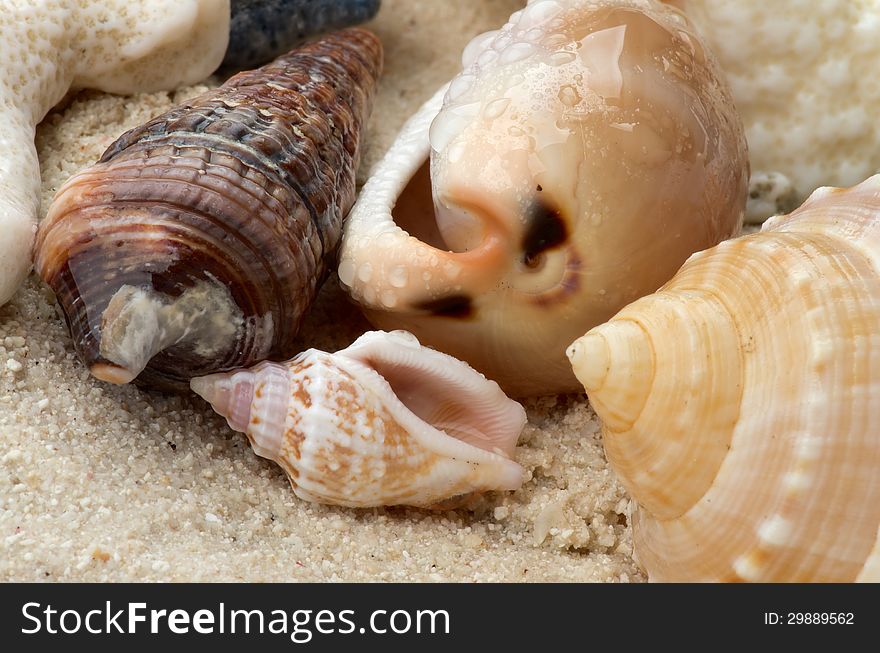 Beautiful Ocean Shells, Seashell and Conch Shells with Droplets closeup on Sand and Pebbles background