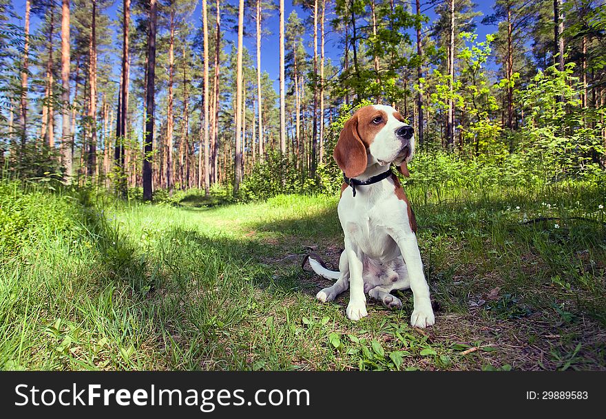 Beagle on a grass in forest . Wide angle. The polarising filter is used. Beagle on a grass in forest . Wide angle. The polarising filter is used.