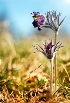Black Pulsatilla Flowers On The Meadow Stock Images Black Pulsatilla Flowers On The Meadow Stock Images