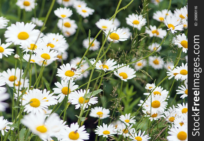 Green Flowering Meadow With White Daisies