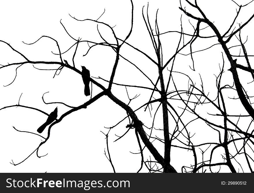 Bird silhouette ( koel bird, scolopacea, Cuculidae )