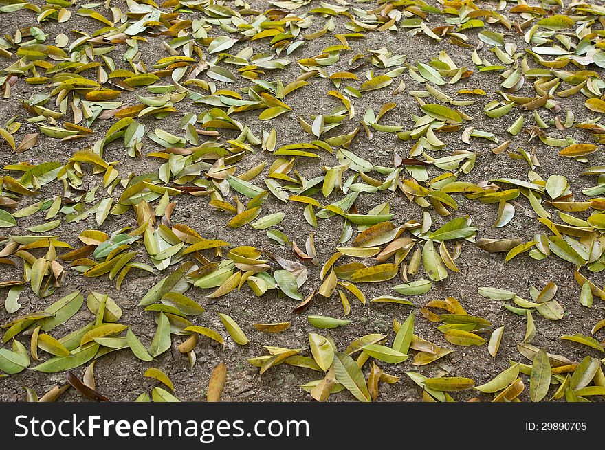 Many leaves fall from a tree on ground