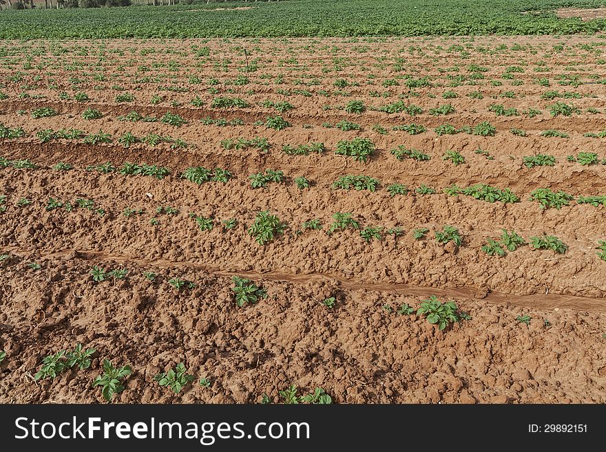 Potato field in spring.