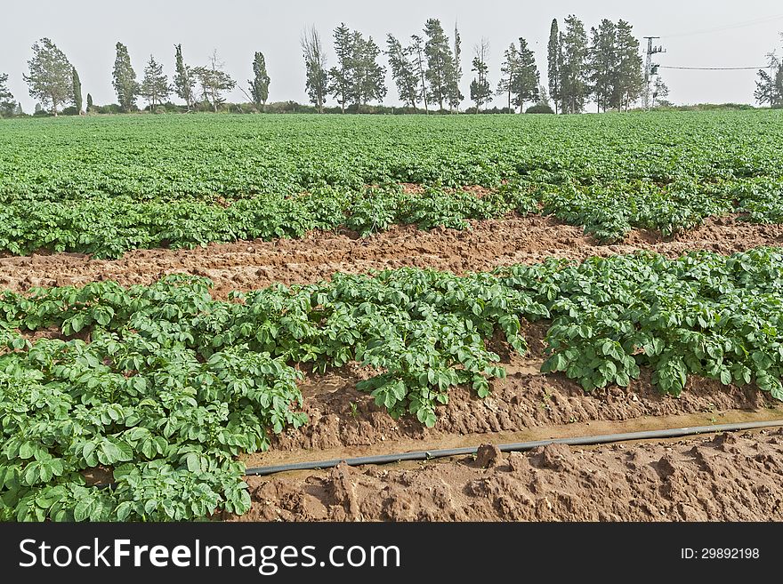 Potato Field In Spring.