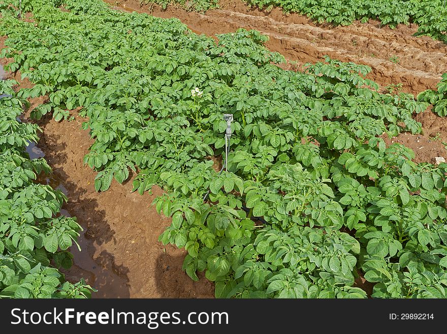 Potato Field In Spring.