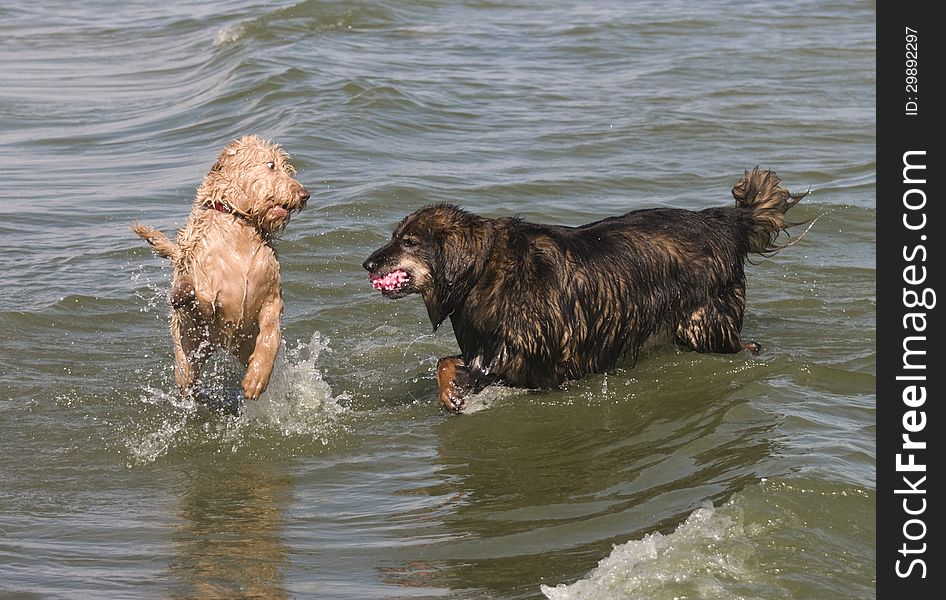 One dog retrieving the ball while the other challenges for the ball at the lake. One dog retrieving the ball while the other challenges for the ball at the lake