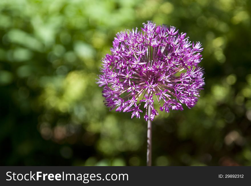 Selective focus on the foreground portion of a Allium pink colored flower with green garden background. Selective focus on the foreground portion of a Allium pink colored flower with green garden background