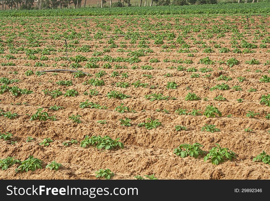 Potato field in spring. Young potato plants.