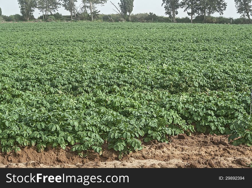 Potato Field In Spring.