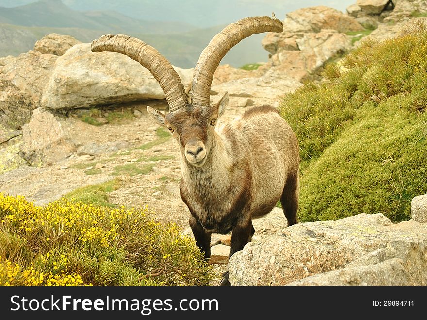 Chamois in the natural reserve