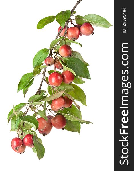 Wild red apples on a branch. Isolated on a white.