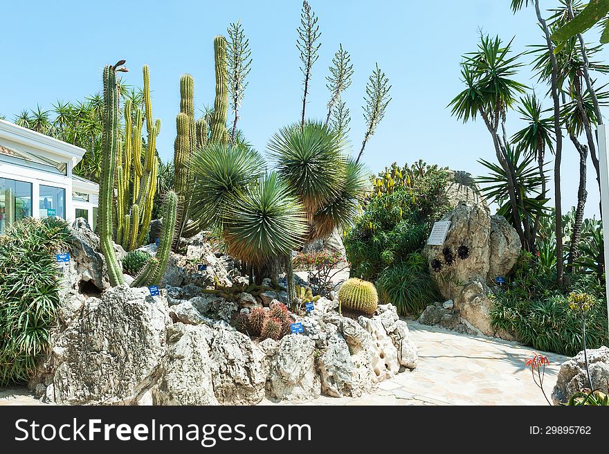 Fragment of a garden of cacti and succulents in Monaco. Jardin Exotique de Monaco. Fragment of a garden of cacti and succulents in Monaco. Jardin Exotique de Monaco.