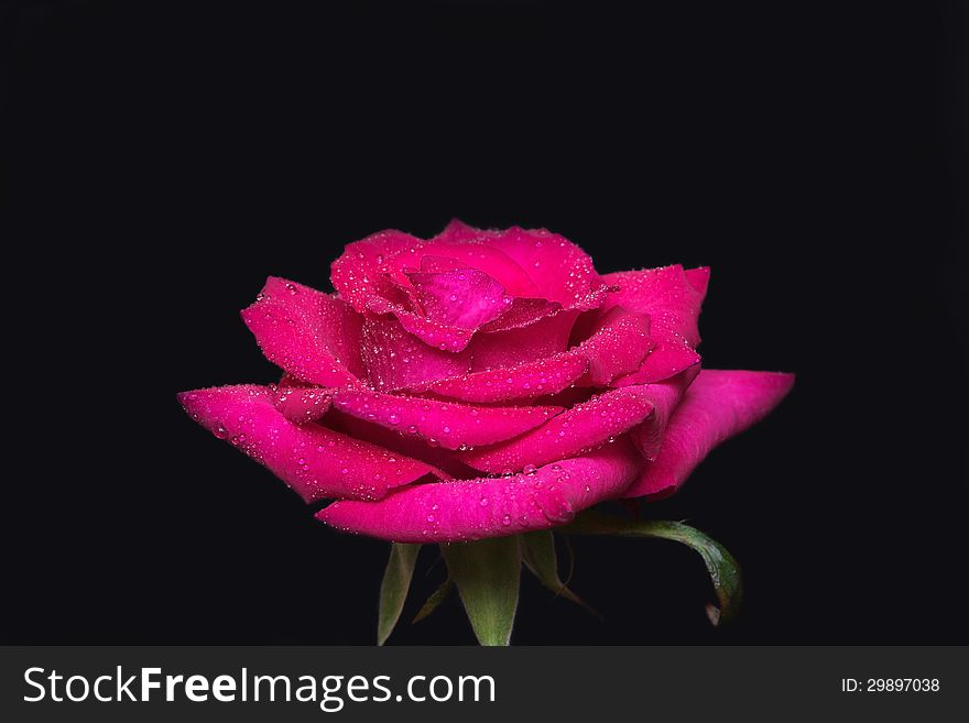 Tender rose with dew-drops