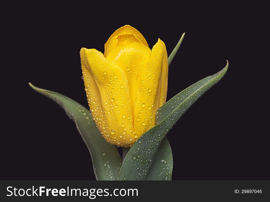 Yellow Tulip on a black background with drops of water