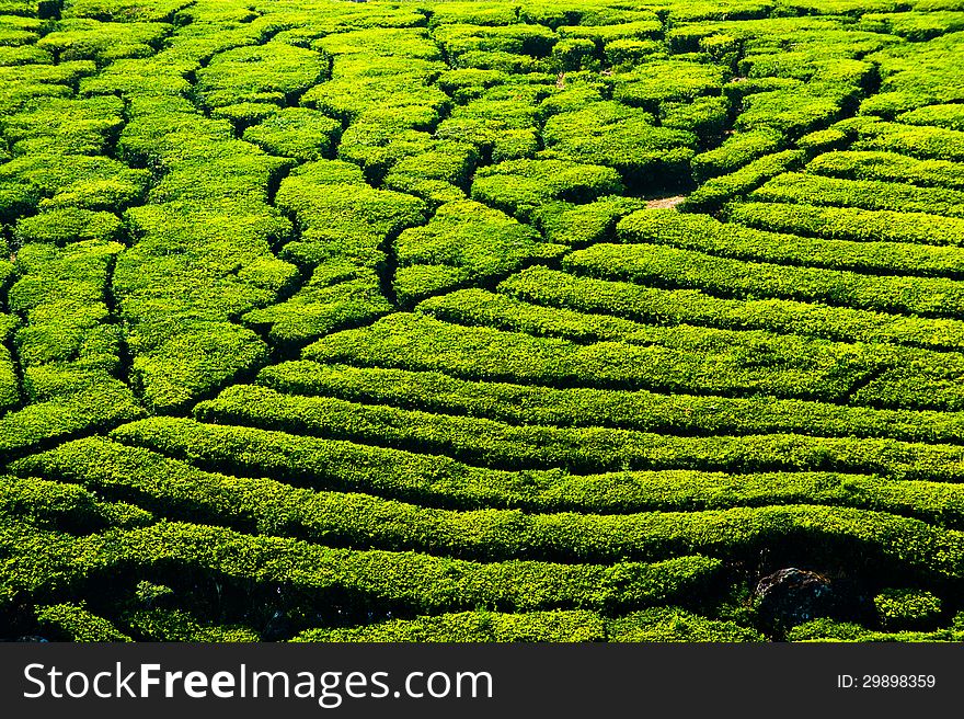 Tea Plantation Landscape. India