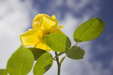 Yellow Rose Flower Royalty Free Stock Photography Yellow Rose Flower Royalty Free Stock Photography