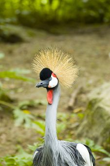 Crowned Crane Bird Stock Photos Crowned Crane Bird Stock Photos