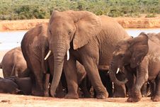 Elephant Family At Waterhole Royalty Free Stock Images
