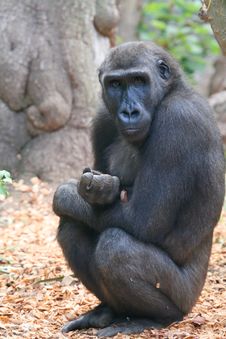 Young Gorilla Monkey Royalty Free Stock Photography
