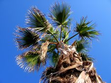 Tropical Palm On Deep Blue Sky Royalty Free Stock Photos Tropical Palm On Deep Blue Sky Royalty Free Stock Photos