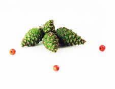 Green Pine Cones And Rowan Stock Photo