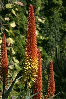 Aloe Vera Flower Royalty Free Stock Images Aloe Vera Flower Royalty Free Stock Images
