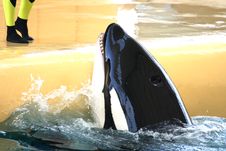 Killer Whale Feeding Royalty Free Stock Photo