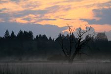 Free Wetland Sunrise Royalty Free Stock Photo - 2993205
