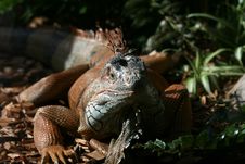 Big Lizard Royalty Free Stock Image Big Lizard Royalty Free Stock Image