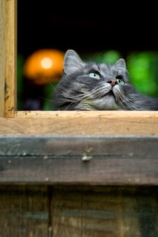 Big Fluffy Grey Cat Royalty Free Stock Images