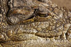 Crocodile Eye Stock Photo Crocodile Eye Stock Photo